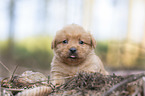 Miniature Labradoodle Puppy