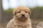 Miniature Labradoodle Puppy