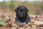 Miniature Labradoodle Puppy