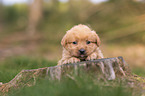 Miniature Labradoodle Puppy
