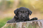 Miniature Labradoodle Puppy