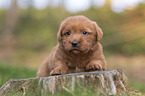 Miniature Labradoodle Puppy