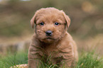 Miniature Labradoodle Puppy