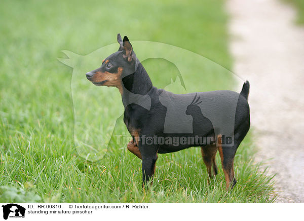 stehender Zwergpinscher / standing miniature pinscher / RR-00810