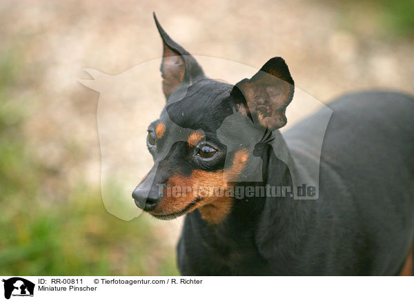 Zwergpinscher / Miniature Pinscher / RR-00811