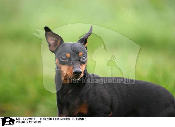 Zwergpinscher / Miniature Pinscher / RR-00813