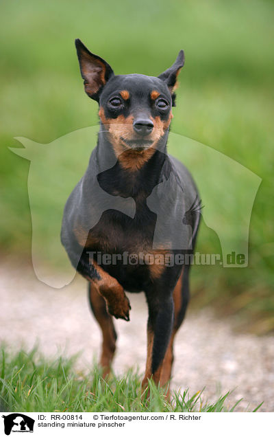 stehender Zwergpinscher / standing miniature pinscher / RR-00814