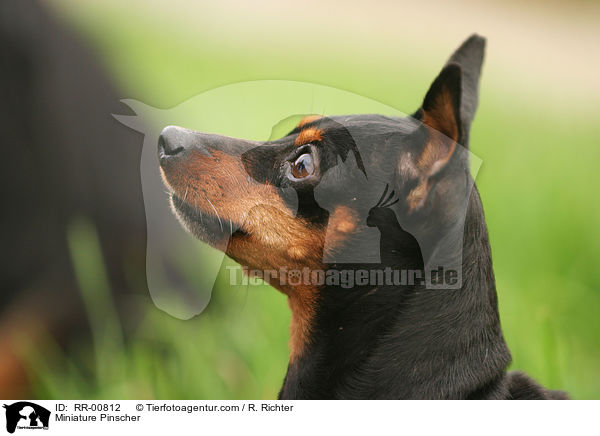 Zwergpinscher / Miniature Pinscher / RR-00812