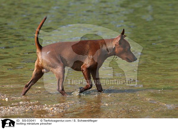 trotting miniature pinscher / SS-03041