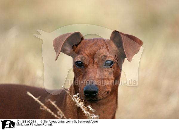 Zwergpinscher Portrait / Miniature Pinscher Portrait / SS-03043