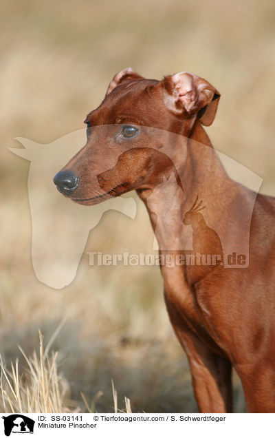 Miniature Pinscher / SS-03141