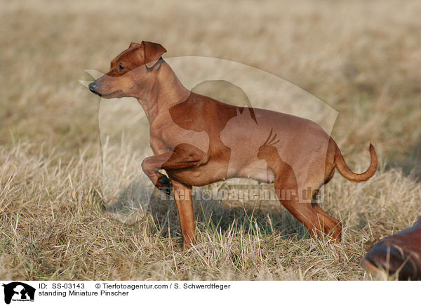 stehender Zwergpinscher / standing Miniature Pinscher / SS-03143