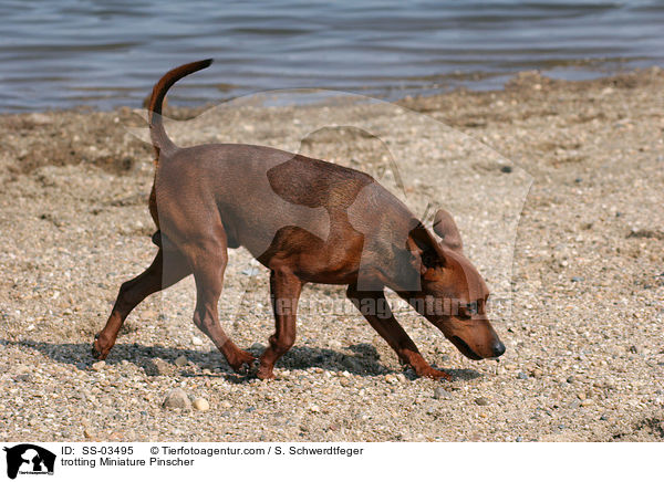 trabender Zwergpinscher / trotting Miniature Pinscher / SS-03495