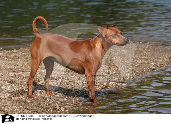 stehender Zwergpinscher / standing Miniature Pinscher / SS-03500