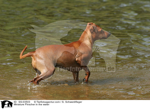 Zwergpinscher im Wasser / Miniature Pinscher in the water / SS-03503