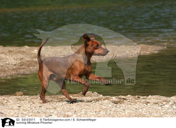 rennender Zwergpinscher / running Miniature Pinscher / SS-03511