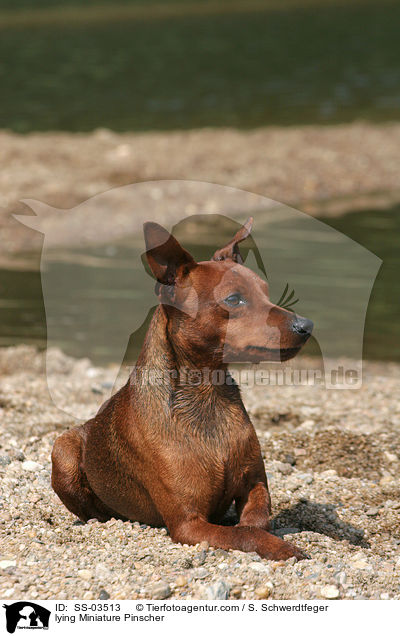 liegender Zwergpinscher / lying Miniature Pinscher / SS-03513