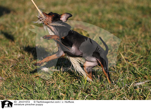 Zwergpinscher Welpe / miniature pinscher puppy / JH-01572