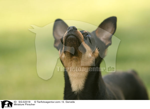 Miniature Pinscher / SG-02018