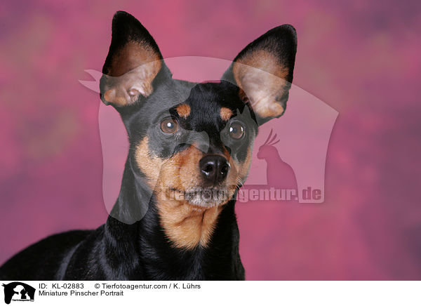 Zwergpinscher Portrait / Miniature Pinscher Portrait / KL-02883