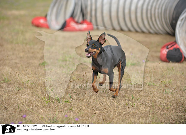 rennender Zwergpinscher / running miniature pinscher / MR-05121