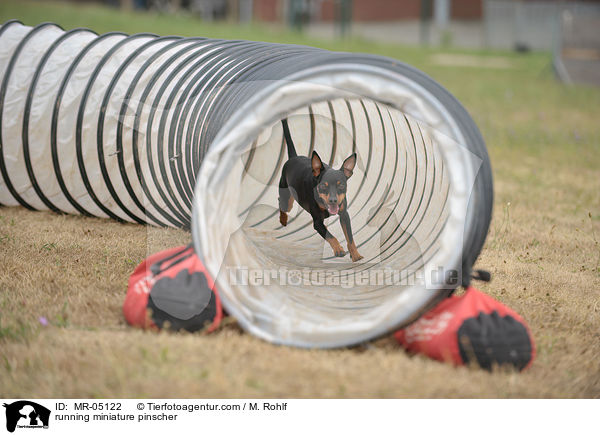 rennender Zwergpinscher / running miniature pinscher / MR-05122