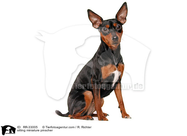 sitzender Zwergpinscher / sitting miniature pinscher / RR-33005