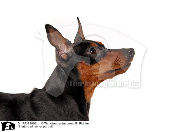 miniature pinscher portrait / RR-33006