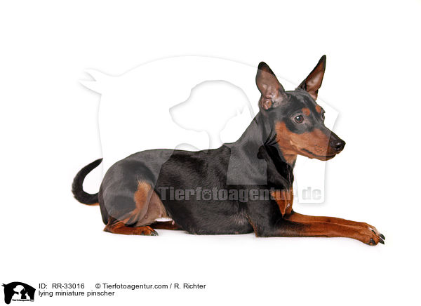 liegender Zwergpinscher / lying miniature pinscher / RR-33016