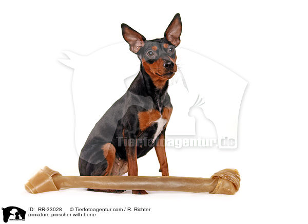 Zwergpinscher mit Knochen / miniature pinscher with bone / RR-33028