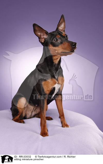 sitzender Zwergpinscher / sitting miniature pinscher / RR-33032