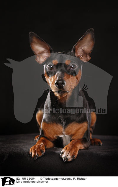 liegender Zwergpinscher / lying miniature pinscher / RR-33054