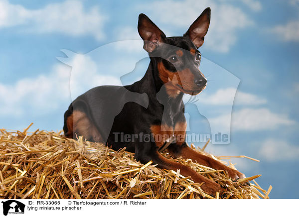 lying miniature pinscher / RR-33065