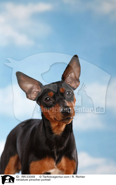 Zwergpinscher Portrait / miniature pinscher portrait / RR-33068