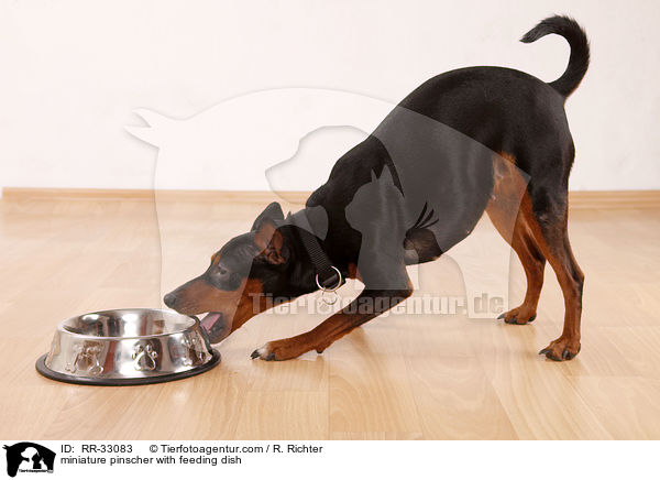 Zwergpinscher mit Futternapf / miniature pinscher with feeding dish / RR-33083