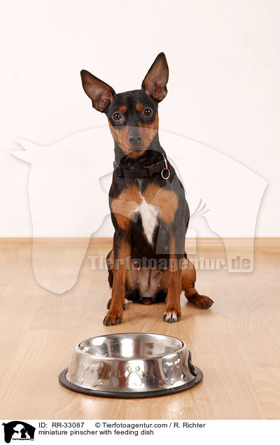 Zwergpinscher mit Futternapf / miniature pinscher with feeding dish / RR-33087