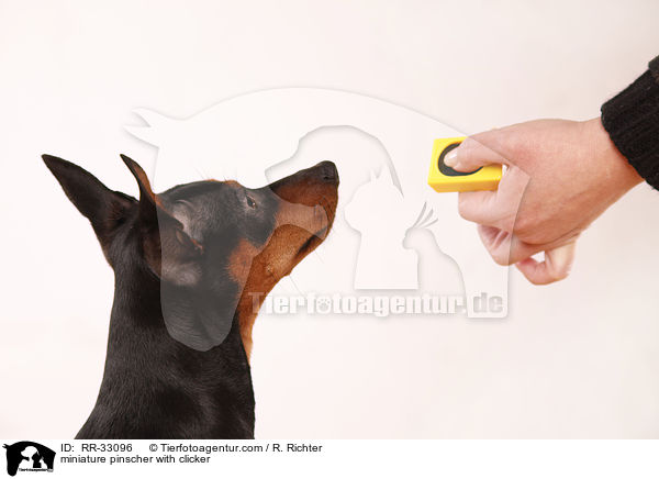 Zwergpinscher mit Clicker / miniature pinscher with clicker / RR-33096