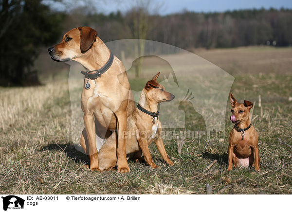 Hunde / dogs / AB-03011