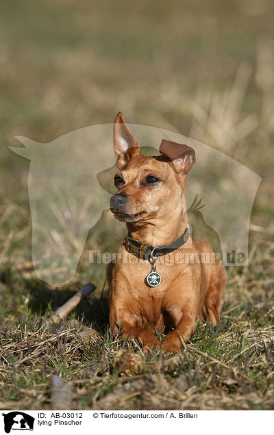 liegender Zwergpinscher / lying Pinscher / AB-03012