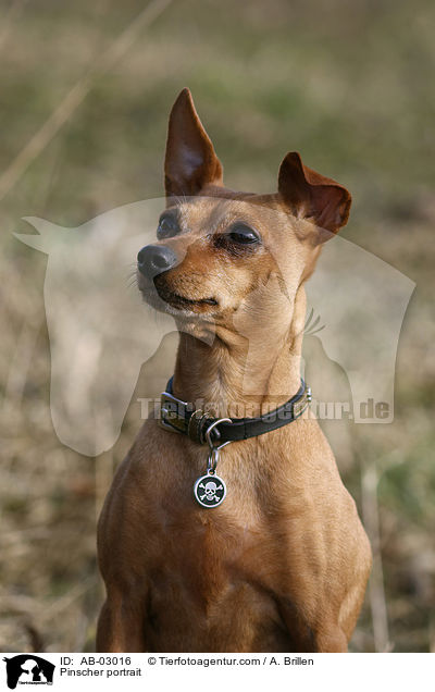 Zwergpinscher Portrait / Pinscher portrait / AB-03016