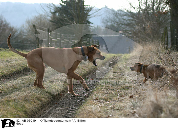 Hunde / dogs / AB-03019
