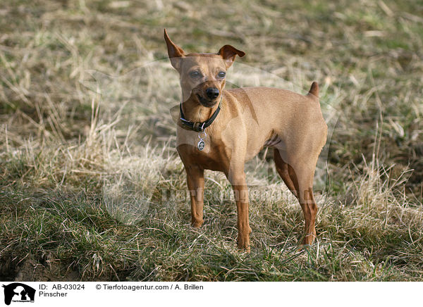 Zwergpinscher / Pinscher / AB-03024