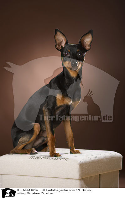 sitting Miniature Pinscher / NN-11614