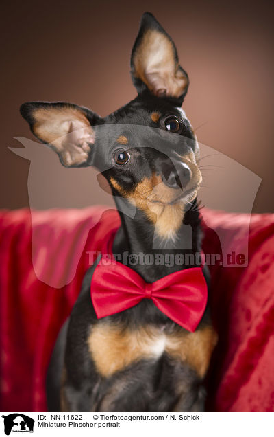 Zwergpinscher Portrait / Miniature Pinscher portrait / NN-11622