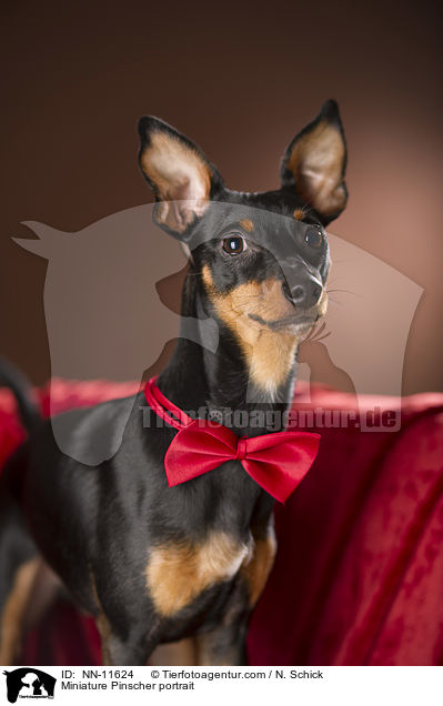 Zwergpinscher Portrait / Miniature Pinscher portrait / NN-11624