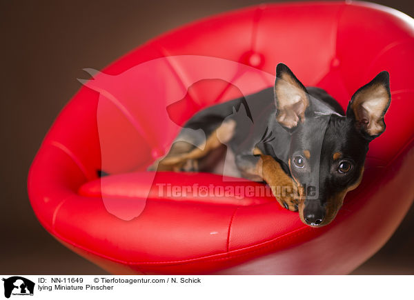 liegender Zwergpinscher / lying Miniature Pinscher / NN-11649