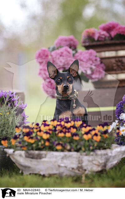 Zwergpinscher Rde / male Miniature Pinscher / MAH-02840