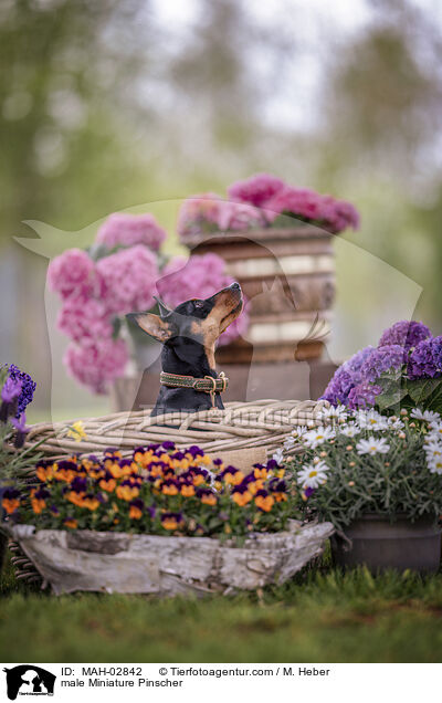 Zwergpinscher Rde / male Miniature Pinscher / MAH-02842