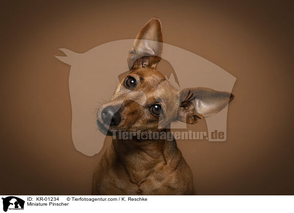 Zwergpinscher / Miniature Pinscher / KR-01234