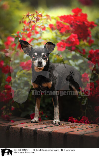 Zwergpinscher / Miniature Pinscher / CF-01204